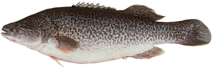 We have demonstrated that CyHV-3 does not pose a danger to 13 native species, including the Murray cod