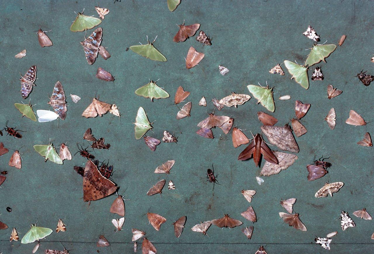 Image of moths and bugs attracted to a light