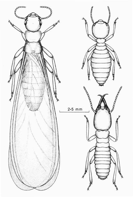 Illustration of a winged reproductive termite and a worker and a soldier of the same species