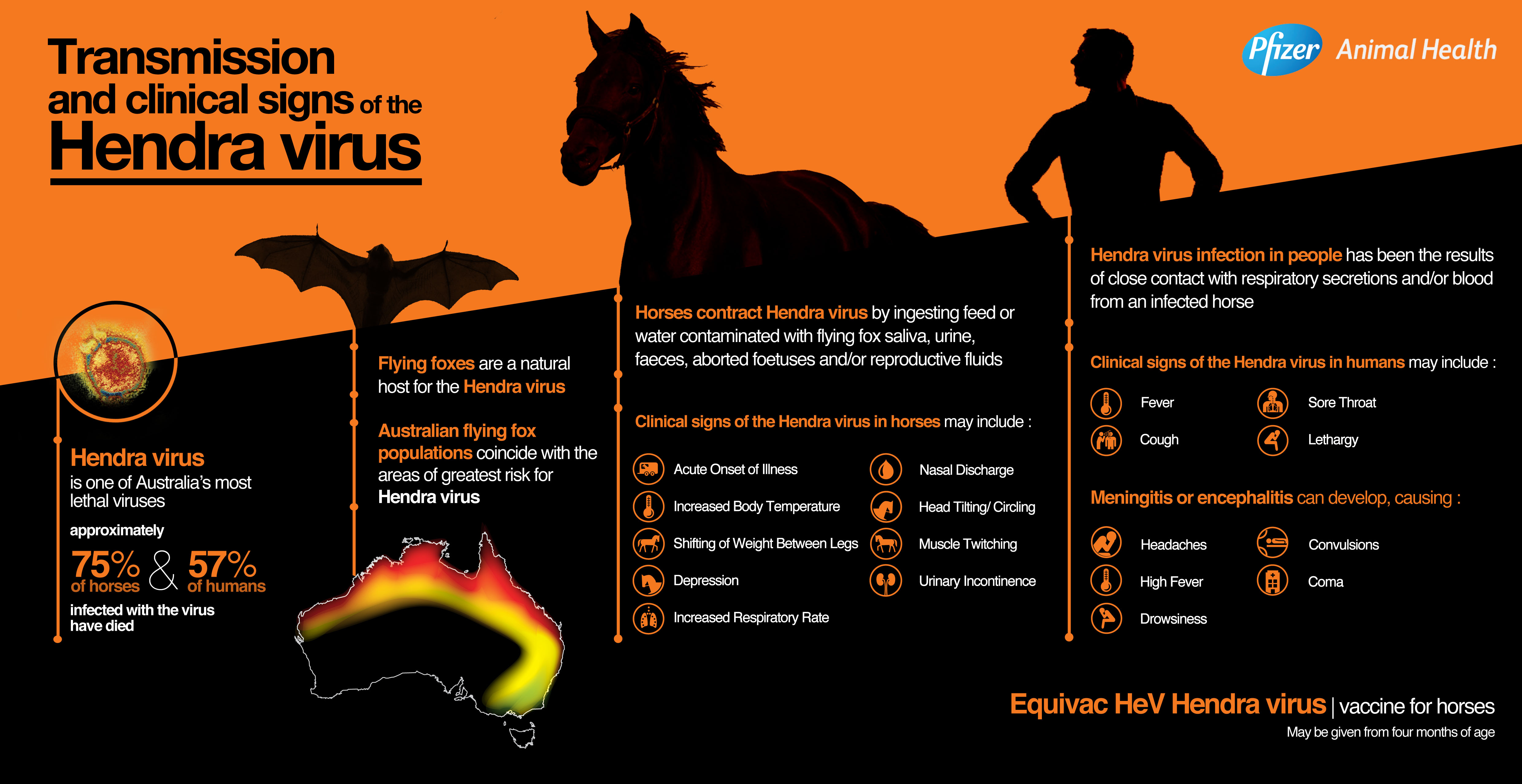 Info graphic showing details of the transmission and clinical signs of the Hendra Virus