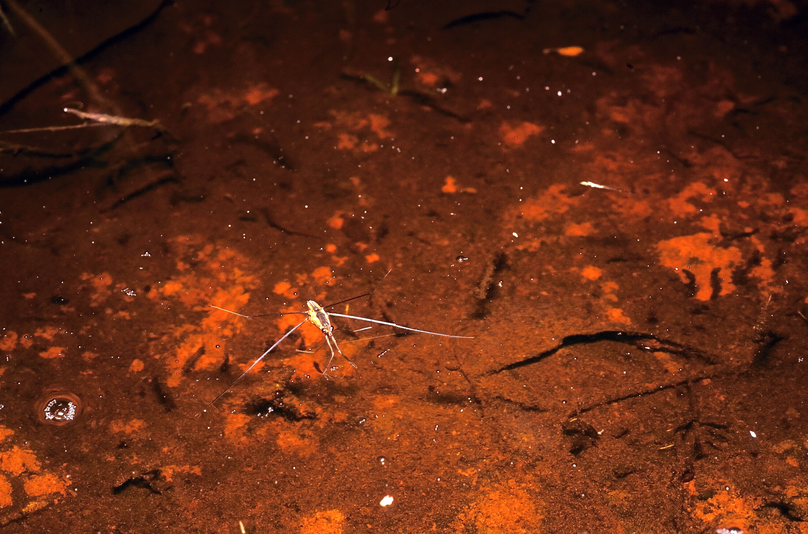 Photo of a water strider