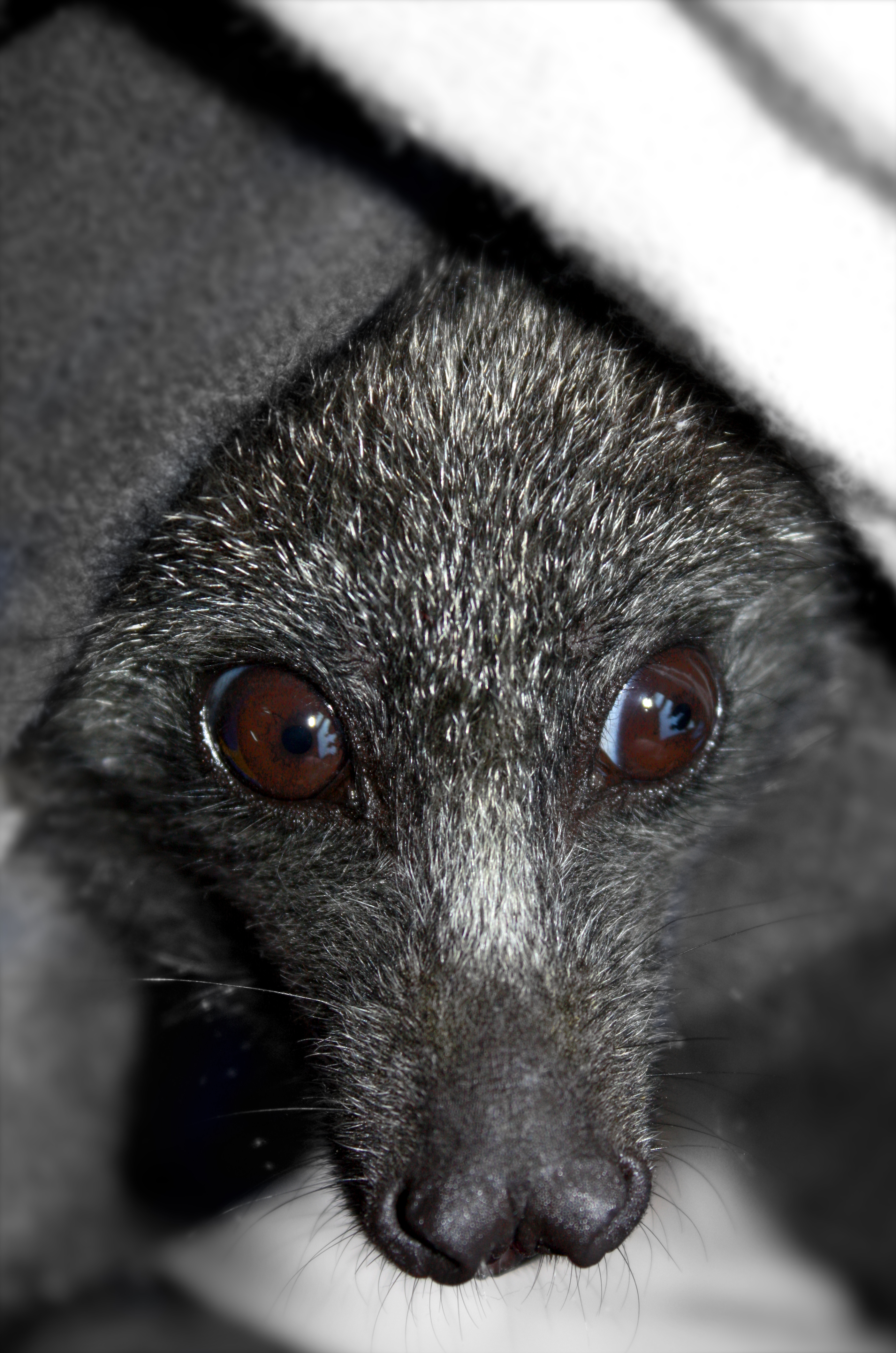 Close up picture of face of black flying fox