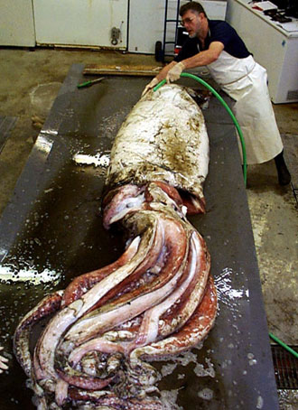 Common name: Southern Giant Squid. Scientific name: Architeuthis sanctipauli. Family: Architeuthidae. (This is a small one). Image: NIWA