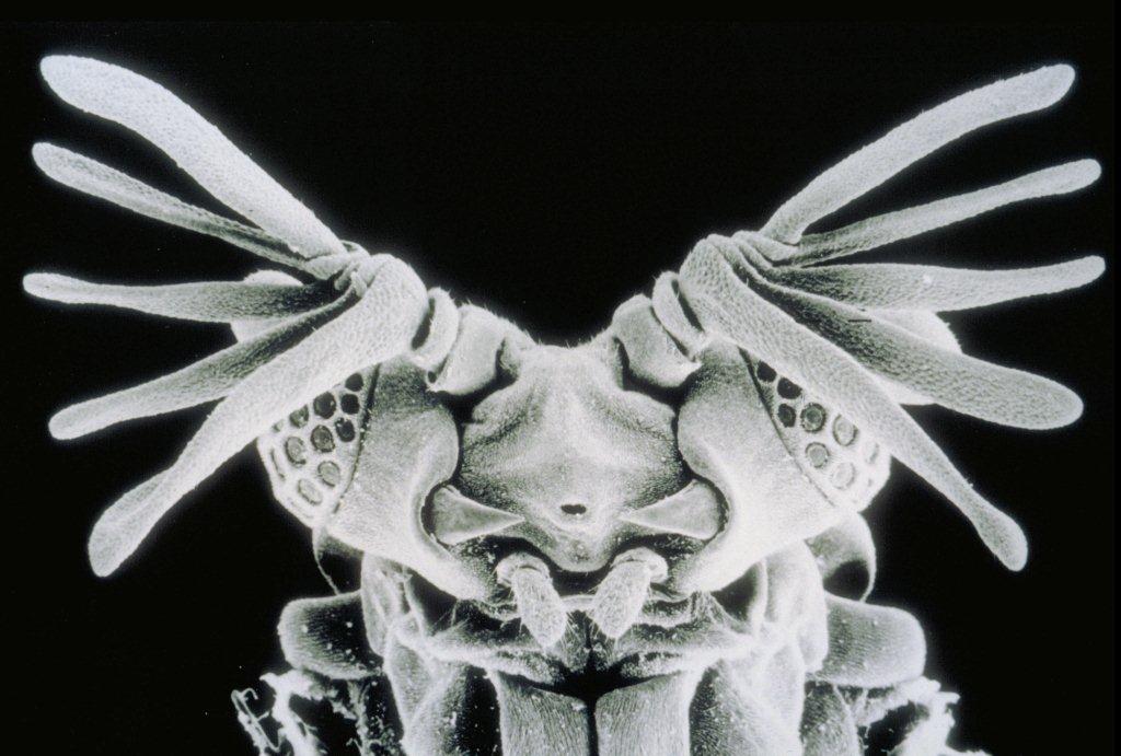 Magnified head of an insect
