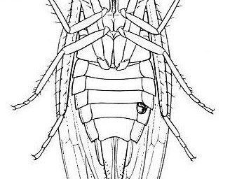 Sketch of an insect