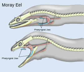 Pharyngeal_jaws_of_moray_eels.svg