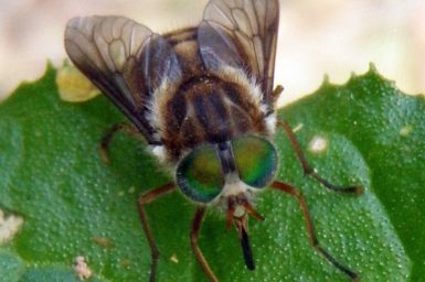 Black fly with large green eyes