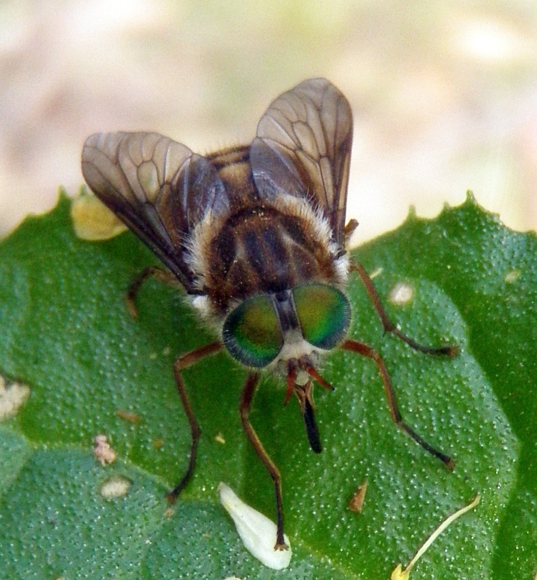Black fly with large green eyes. science quiz questions