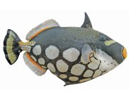 FishMap on the Atlas of Living Australia provides the geographical and depth ranges of some 4500 Australian marine fishes, including the Clown Triggerfish (Balistoides conspicillum).