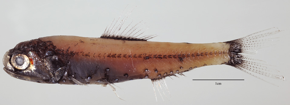 Kapala Lanternfish