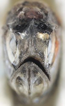 Front on view of a Kapala Lanternfish