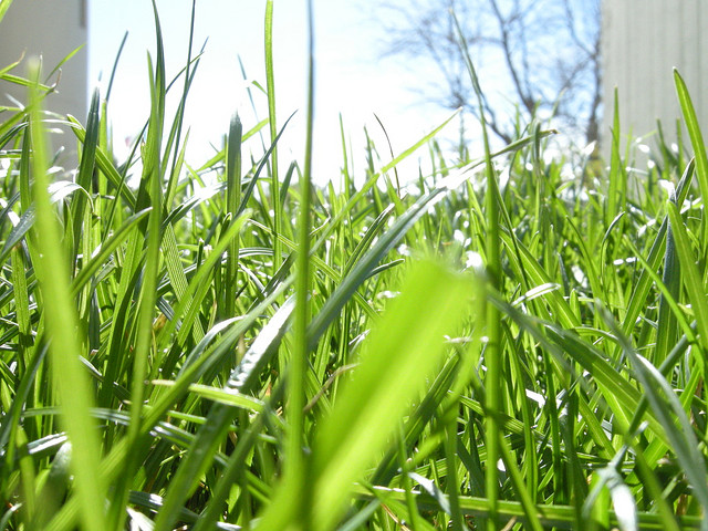 Grass. You just want to run through it. Or lie in it. Image: Flickr / hummyhummy