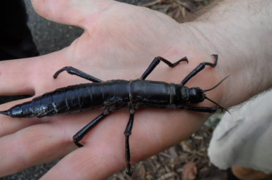 A big black insect on a hand