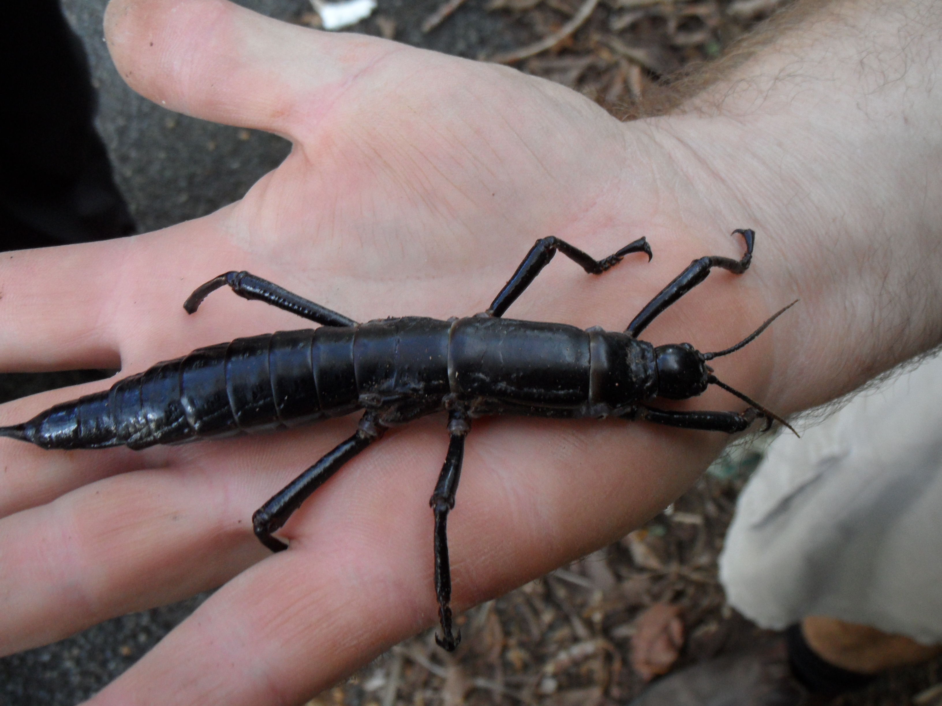 A big black insect on a hand