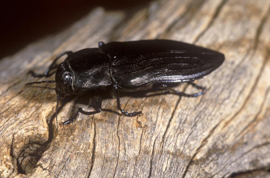 The fire beetle is dependent of fire for survival. Image: Jiri Lochman, Lochman Transparencies 