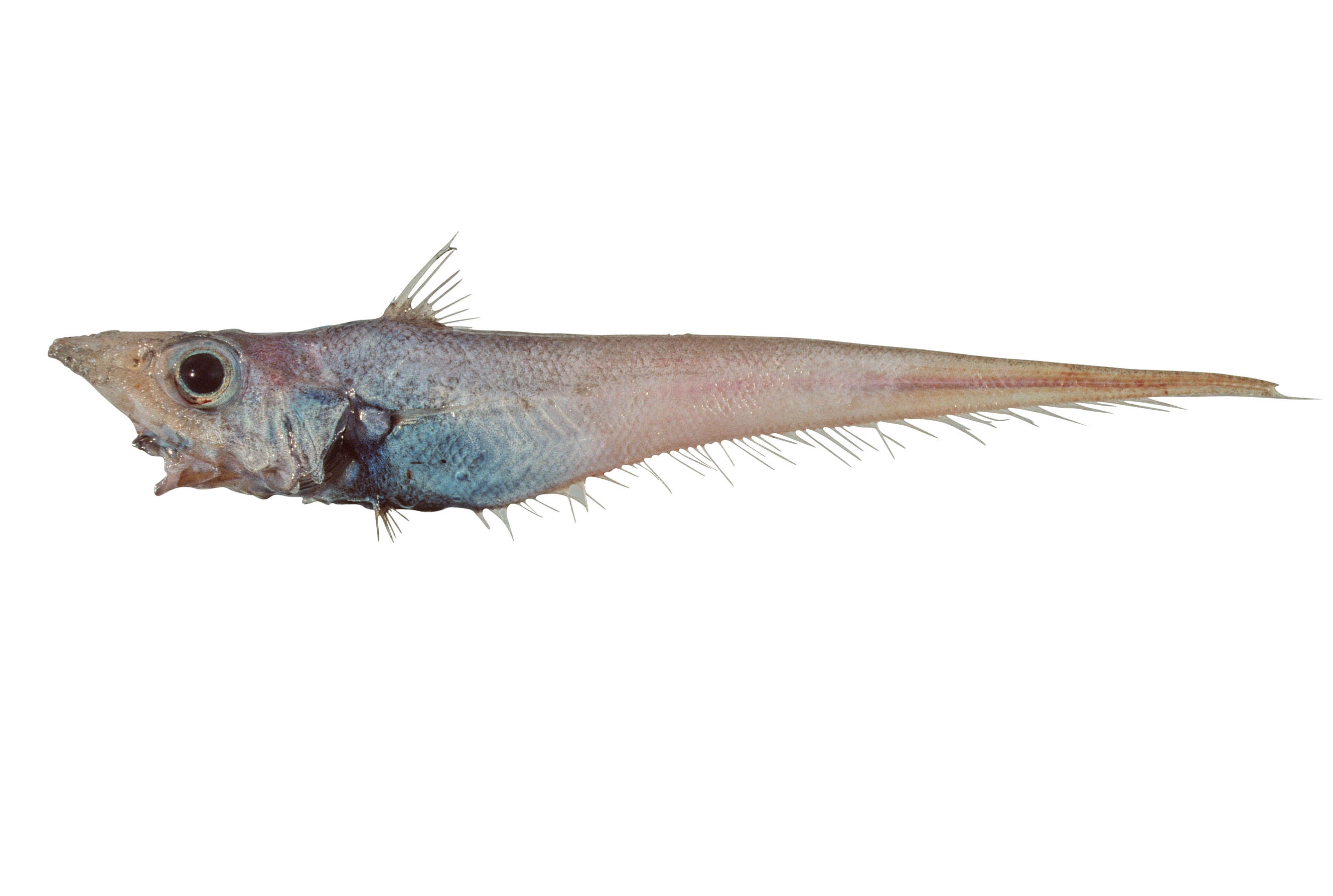 Common name: Sturgeon Whiptail. Scientific name: Mataeocephalus. acipenserinus. Family: Macrouridae.