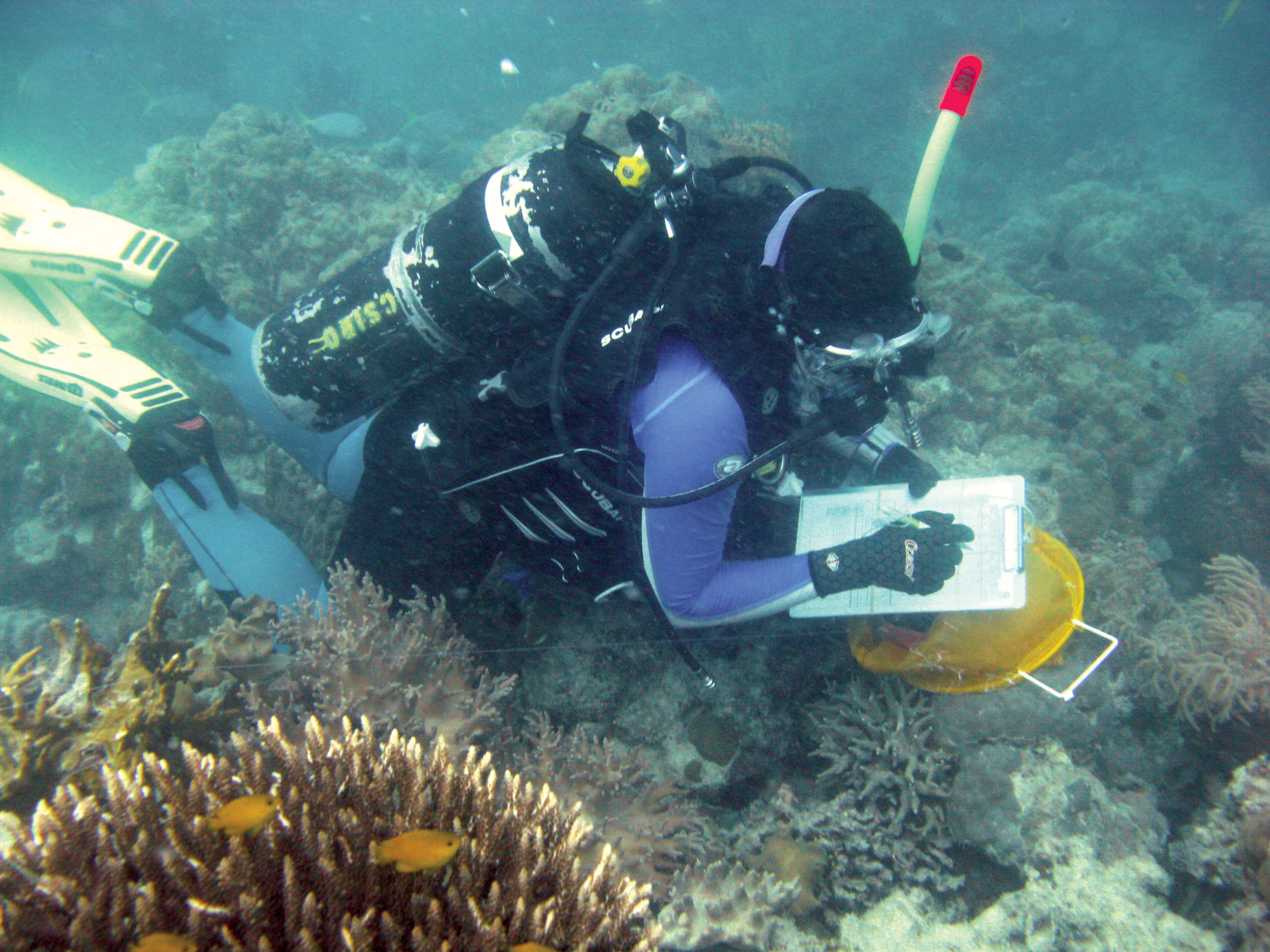 Research underwater: A diver completing a rock lobster survey. 