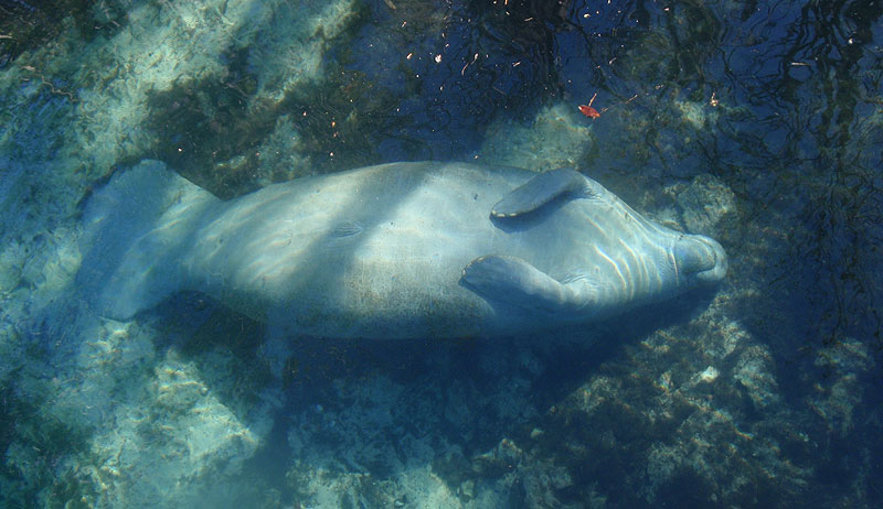 A Florida Manatee rests underwater in Three Sisters Springs in Crystal River, Florida. CREDIT: Image used with permission from Tracy Colson. 
