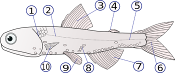 350px-Lampanyctodes_hectoris_(Hector's_lanternfish)2