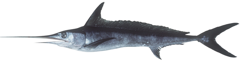 Common name: Swordfish. Scientific name: Xiphias gladius. Family: Xiphiidae.