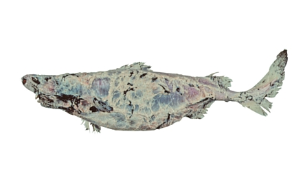 Common name: Bareskin Dogfish. Scientific name: Centroscyllium kamoharai. Family: Etmopteridae.