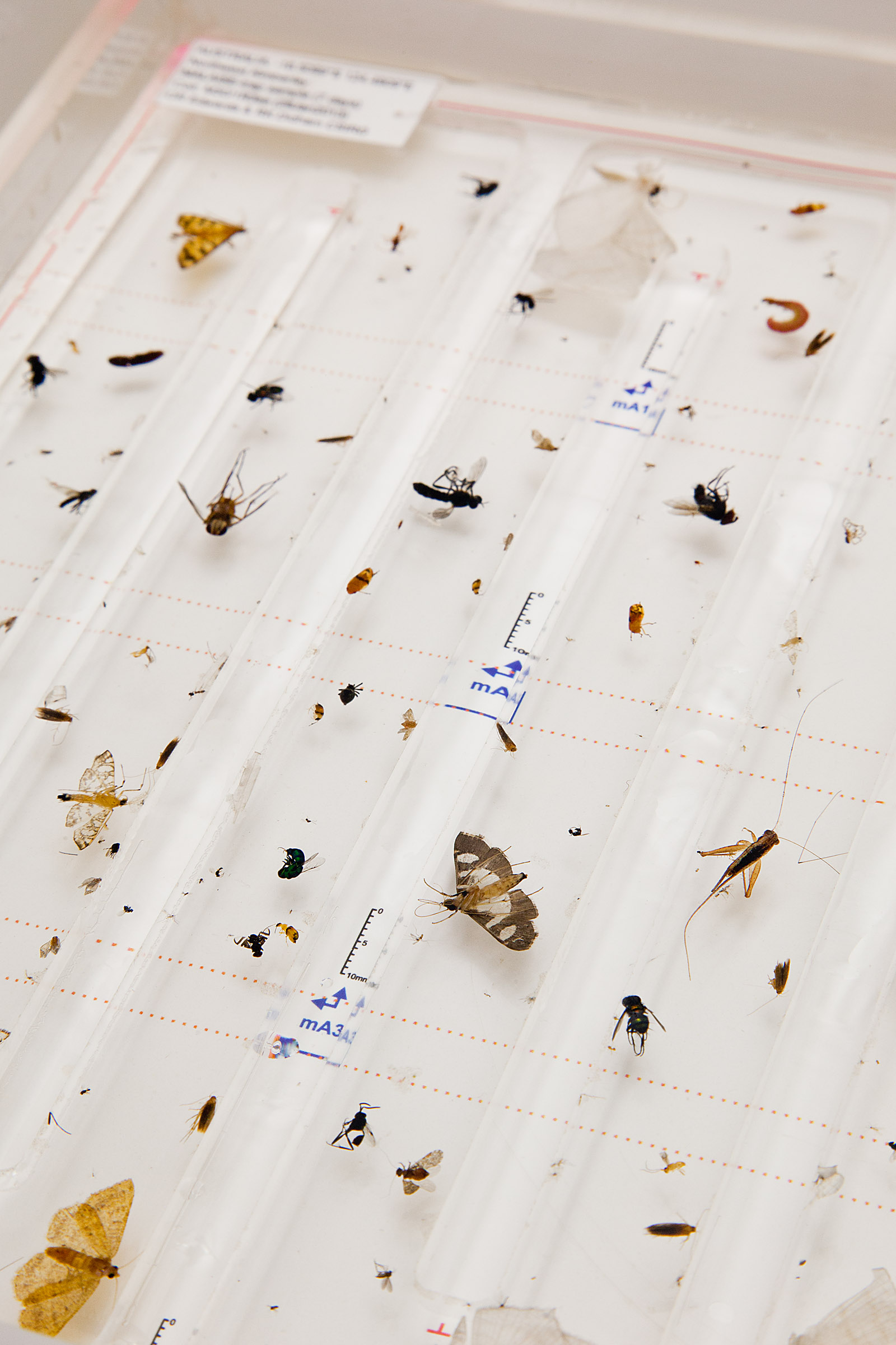A small sample of the 300,000 insects collected as part of the survey. Image: Bruce Webber