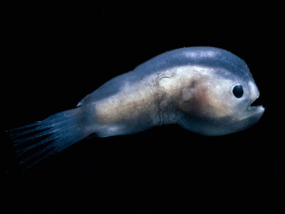The poor male anglerfish is just one tenth of the female's size. Image: Mudfooted.