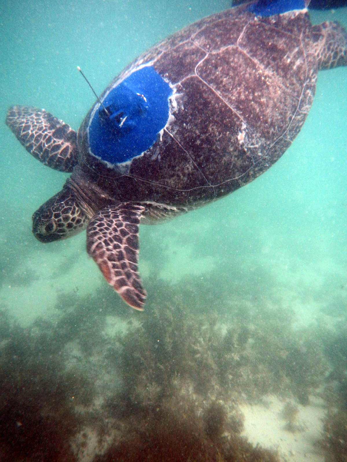 This satellite-tagged turtle will signal its position each time the aerial breaks the sea surface. 