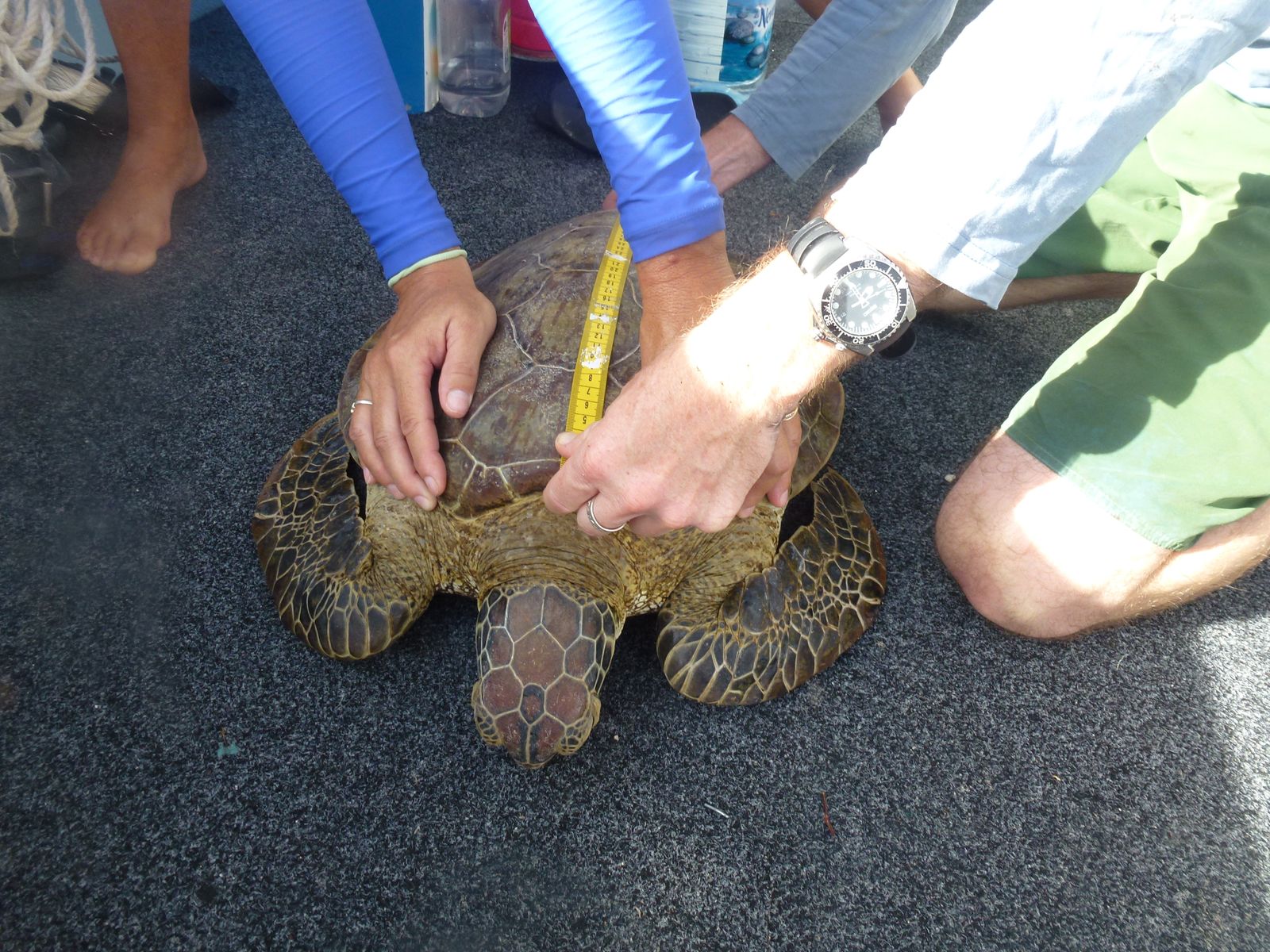 Each captured turtle has its vital statistics measured and logged before being tagged and released. 