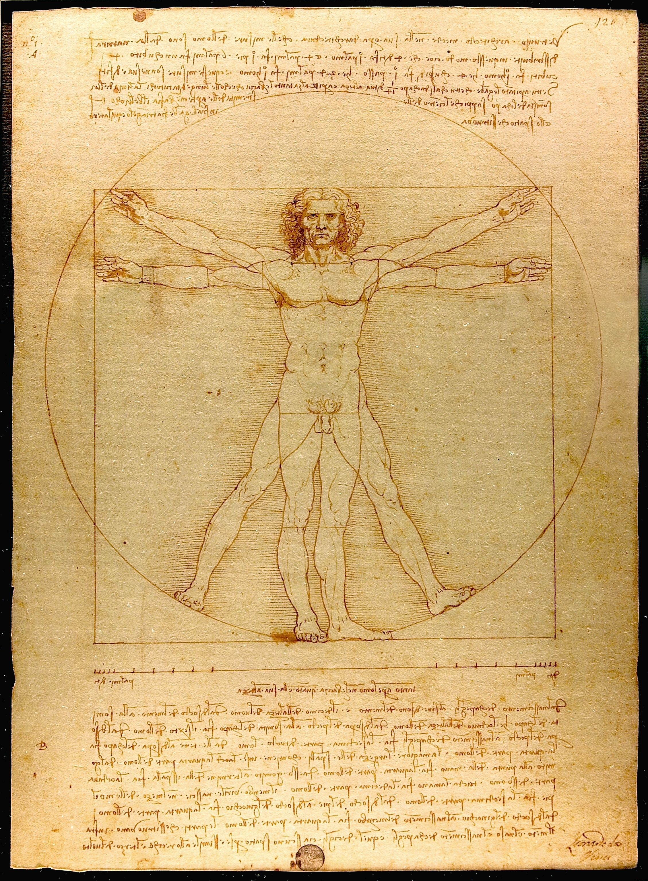 Da Vinci's famous Vitruvian Man. Image: Wikimedia Commons.