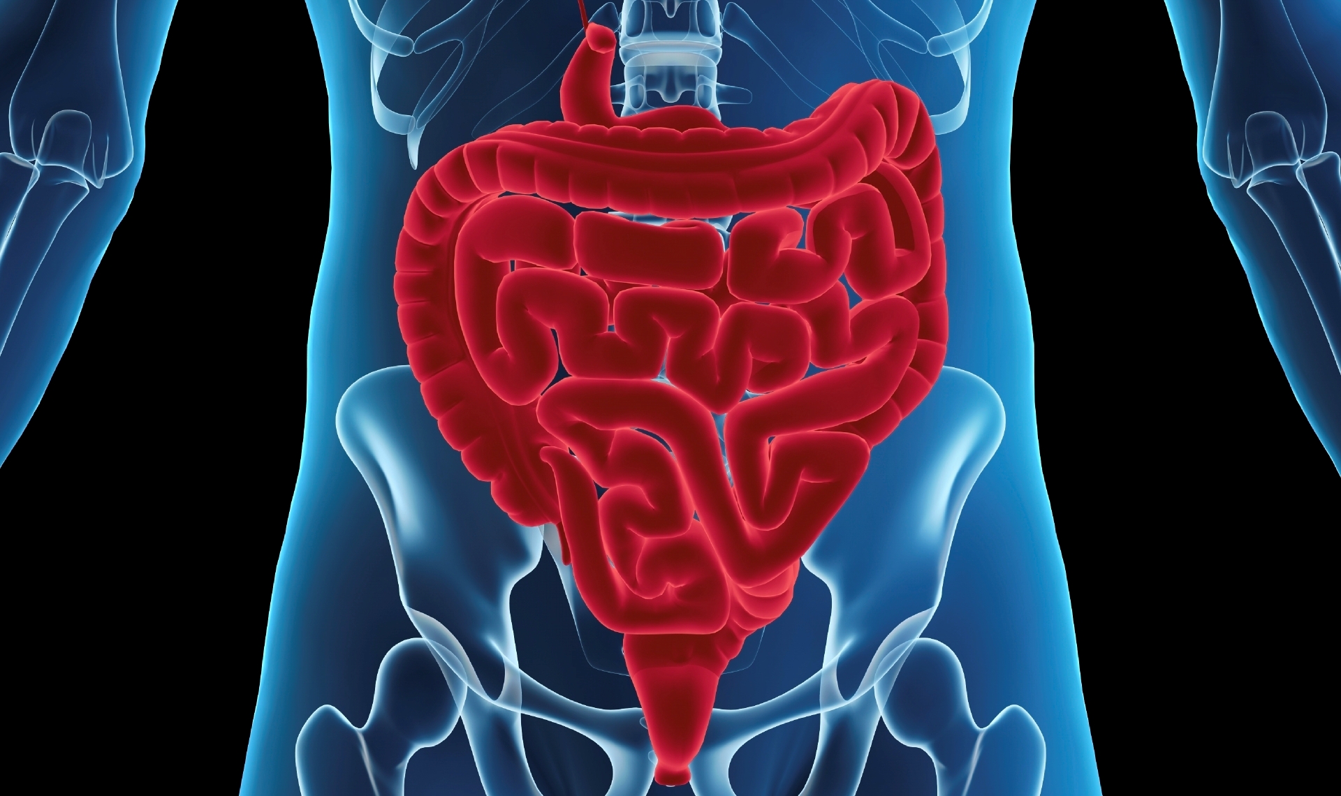 A transparent torso with a the intestines shown in red