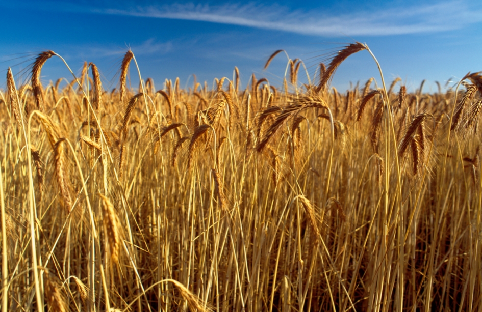 A field of ripe golden wheat under a blue sky