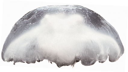 Common name: Moon Jellyfish. Scientific name: Aurelia aurita. Family: Ulmaridae.