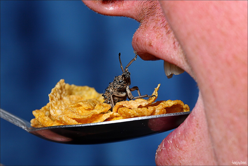 Weevils in your cereal? Image: teejaybee/Flickr