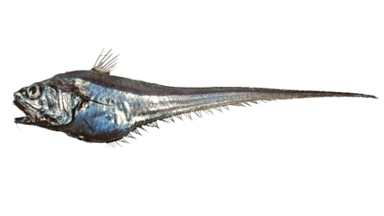 Common name: Dark Smiling Whiptail. Scientific name: Ventrifossa sazonovi. Family: Macrouridae.