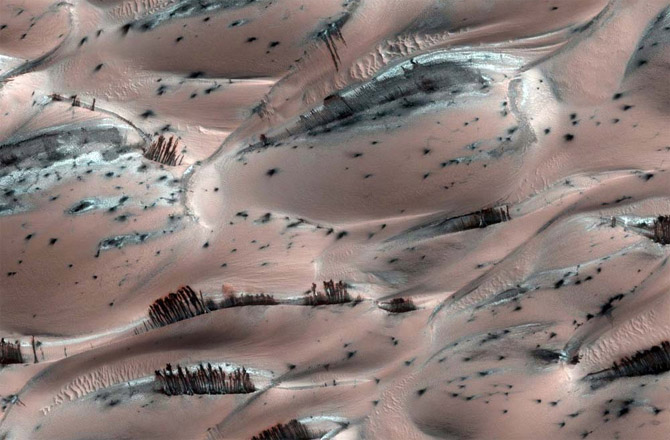 Trees? Springtime melt of carbon dioxide ice produces landslides on the side of Martian sand dunes. Image: NASA