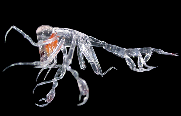 One of the many animals collected from the Bight’s deep water column, the unusual amphipod (genus Phronima) – a type of crustacean.