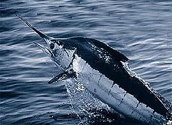 Common name: Blue Marlin. Scientific name: Makaira nigricans. Family: Istiophoridae.