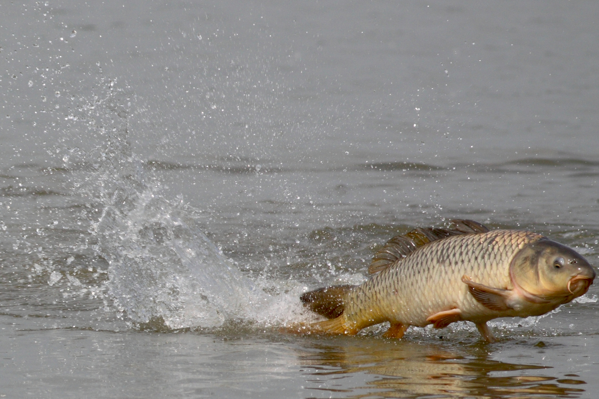 Photo of carp jumping out of water