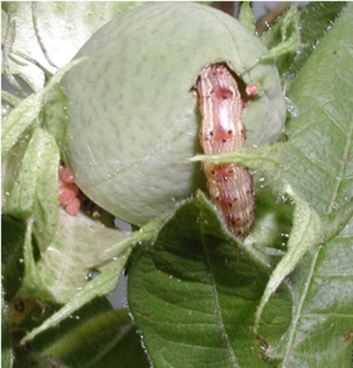 nsecticides from bacteria have been engineered into crop plants to thwart pests like Australia’s Helicoverpa armigera. 