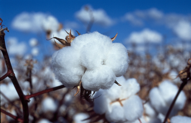 Cotton is under constant attacks from rapidly evolving pests.