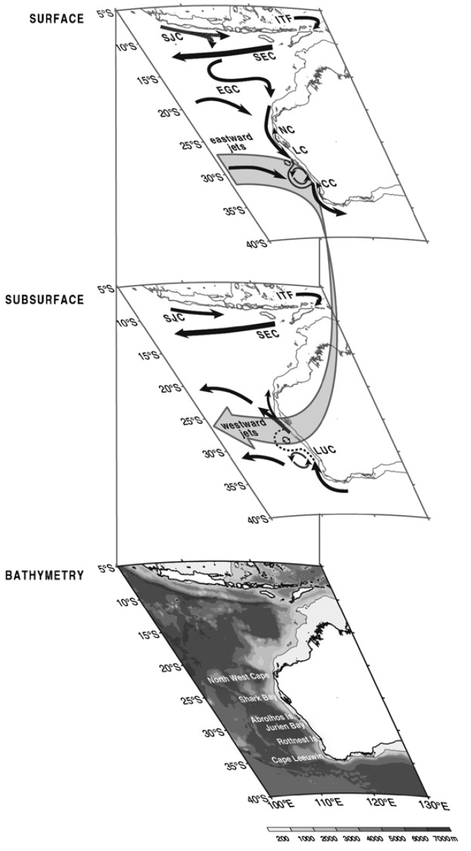 The figure Leeuwin_Current_Anya_Waite_figure.png comes from a published paper: Waite, A., P.Thompson, S. Pesanta, M. Feng, L. Beckley, C. Domingues, D. Gaughanj, C. Hansona, C. Holl, T. Koslow, M.