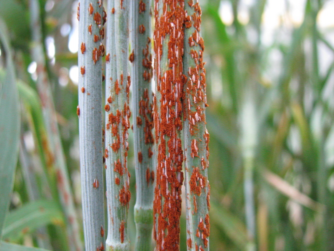 Wheat rust on a wheat stem. Image: Evans Lagudah and Zakkie Pretorius.