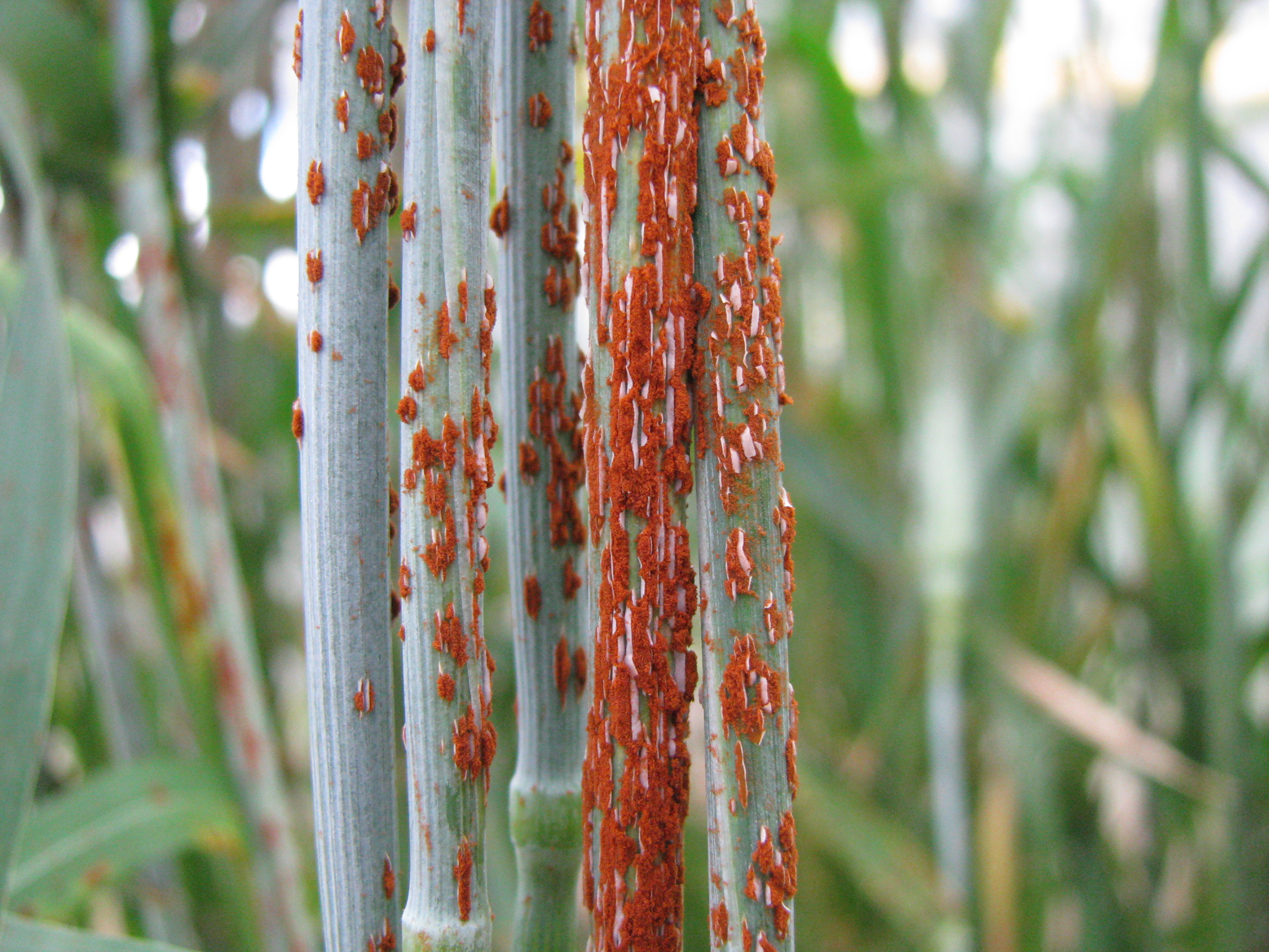green stems of a cereal plant covered in orange rust fungus