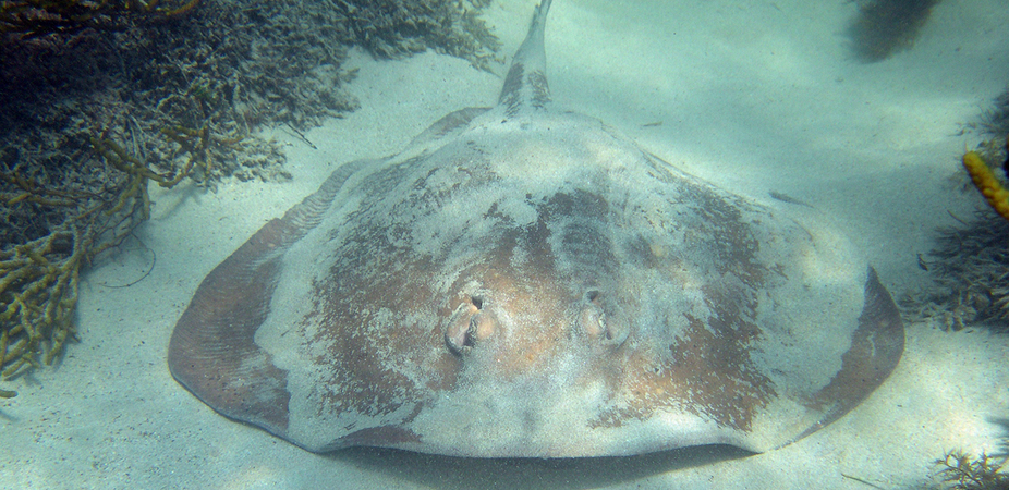 This eastern shovelnose stingaree was once unheard of in northern Tasmania. Now it is abundant. Image: Peter Last.
