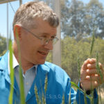 Matthew Morell looking at wheat in the glasshouse