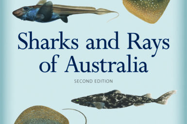 Sharks and Rays of Australia