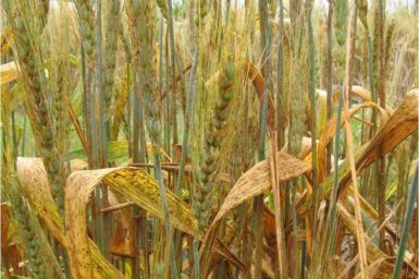 wheat plants covered in yellow rust fungus