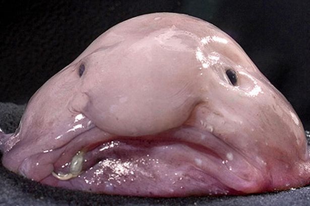 The blobfish. Award-winning ugliness. 