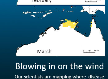 Infographic including maps detailing the dispersal of culicoides midges blowing into northern Australia